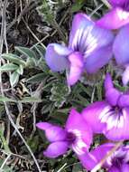 Image de Oxytropis ampullata (Pall.) Pers.