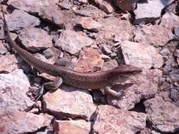 Imagem de Ameiva praesignis (Baird & Girard 1852)