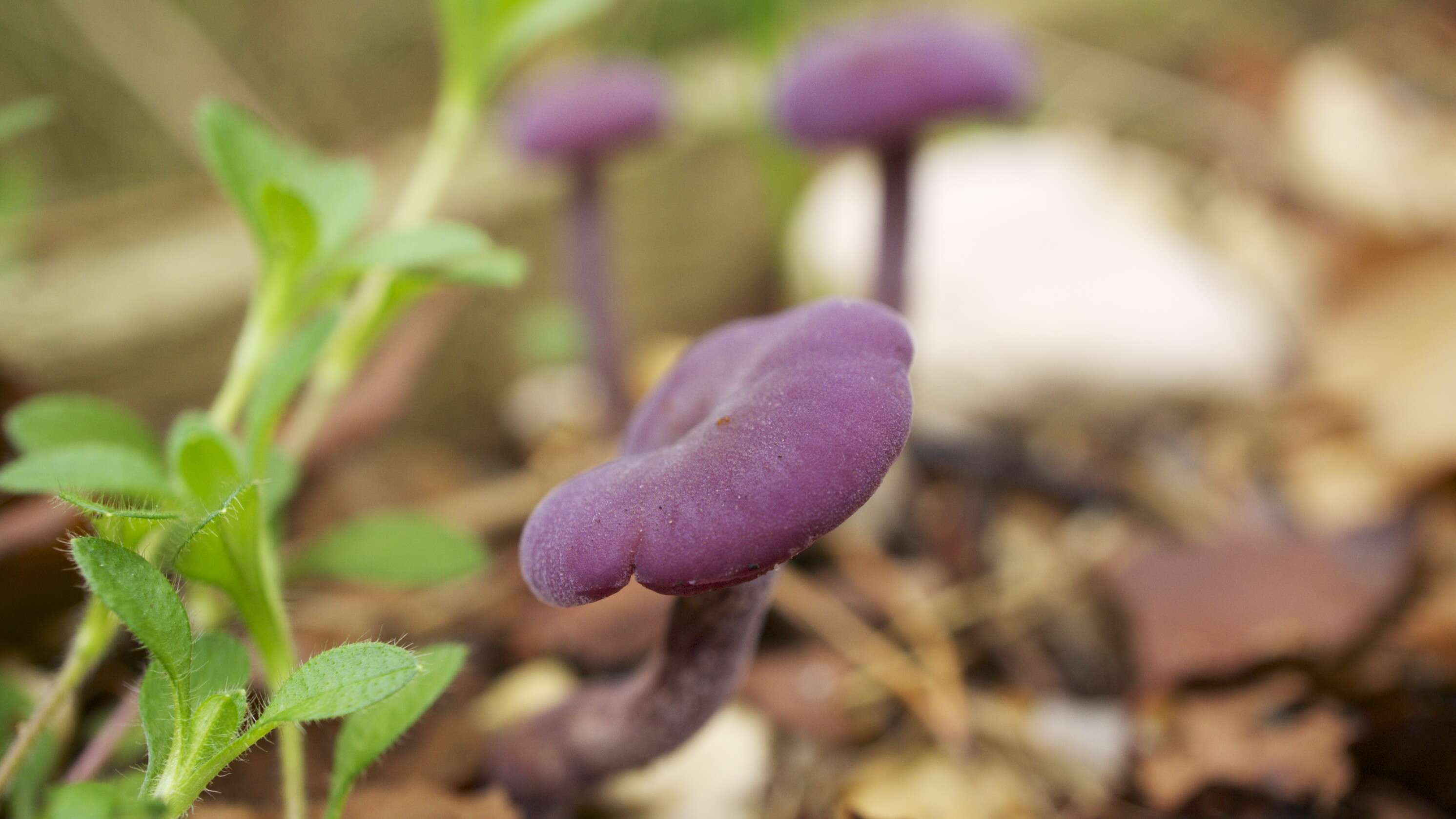 Image of Laccaria amethystina Cooke 1884