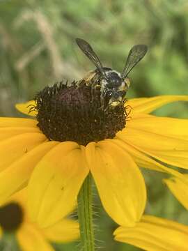 Image de Andrena aliciae Robertson 1891