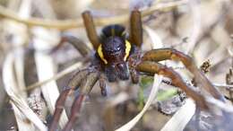 Image of Raft spider