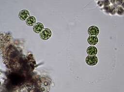 صورة Spondylosium panduriforme