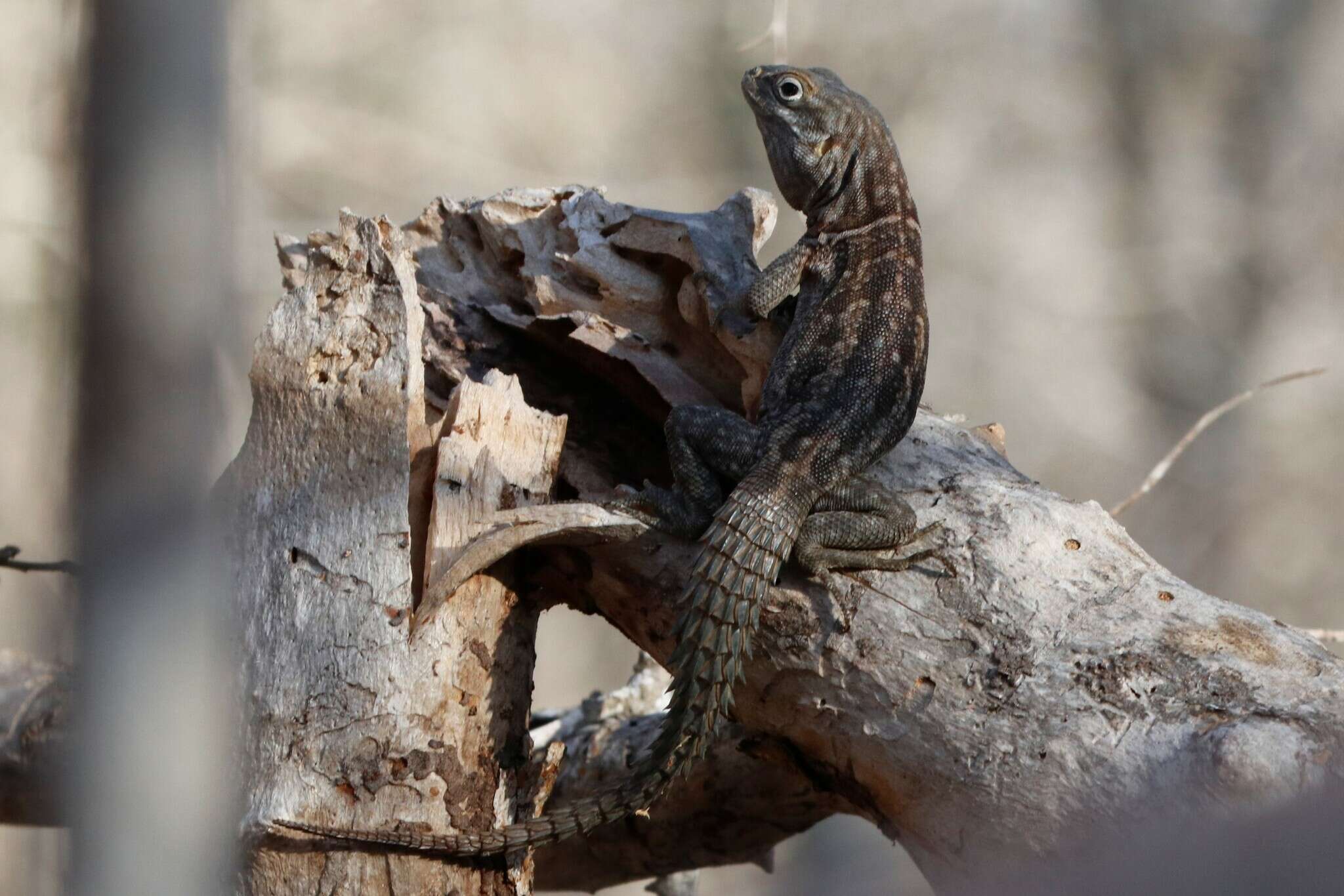 Слика од Oplurus cyclurus (Merrem 1820)