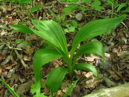 Veratrum woodii J. W. Robbins ex Alph. Wood resmi