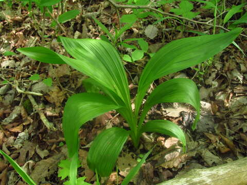 Sivun Veratrum woodii J. W. Robbins ex Alph. Wood kuva