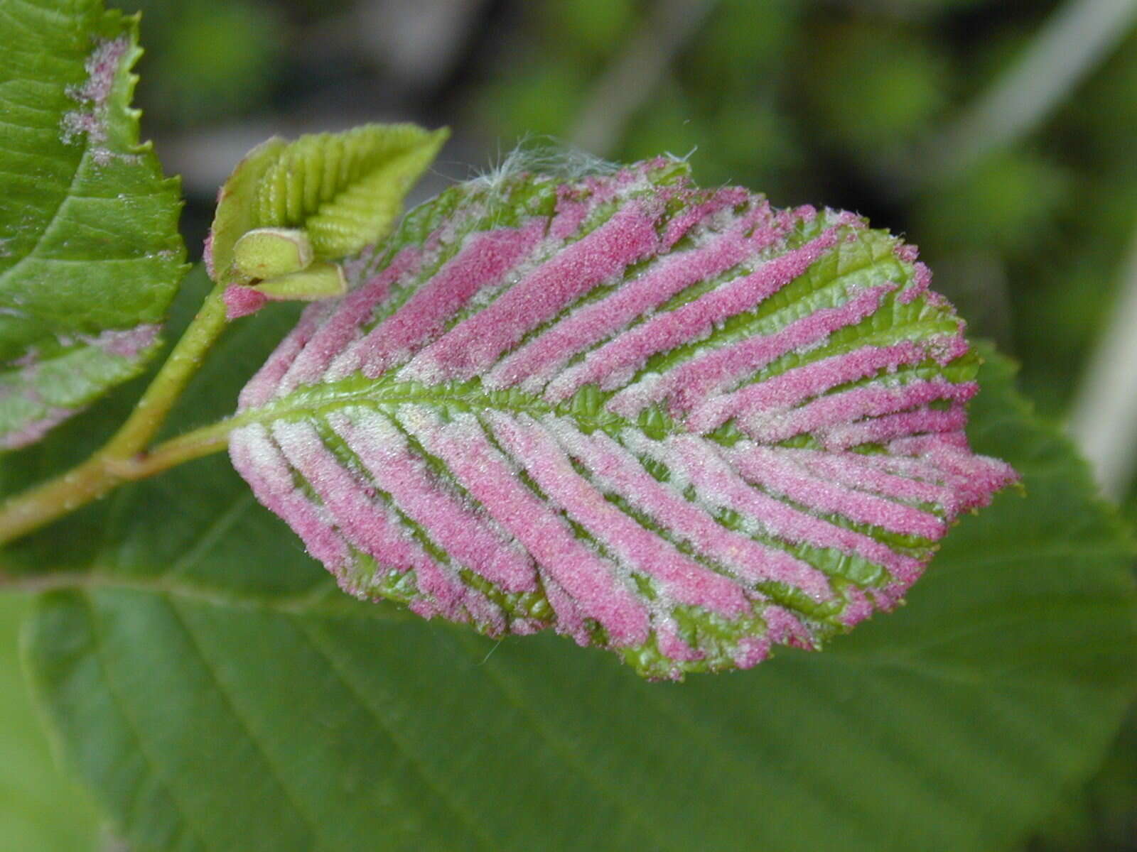 Image of <i>Acalitus longisetosus</i>