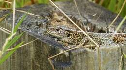 Image of Sand Lizard