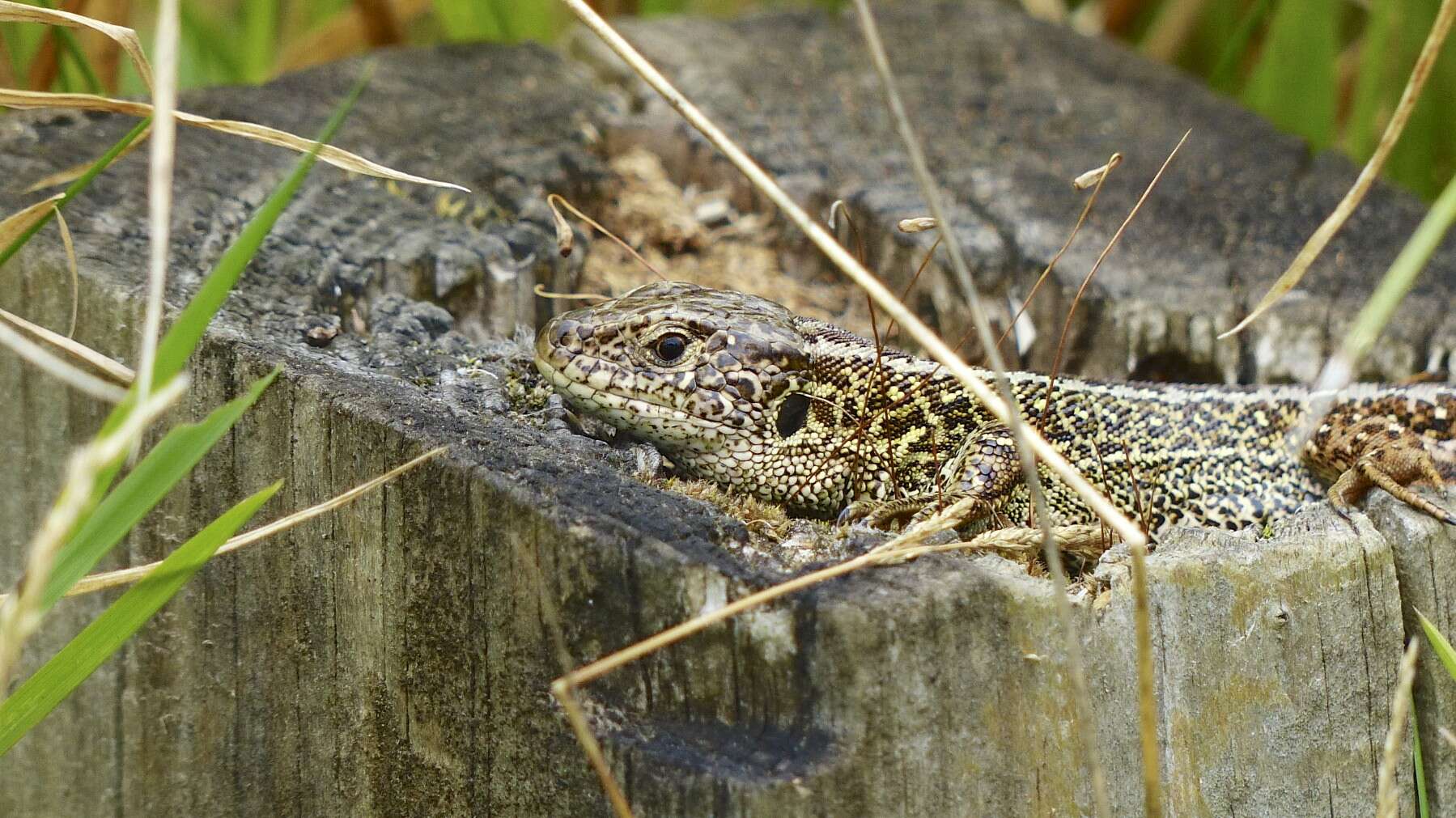 Image of Sand Lizard