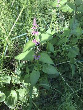 Imagem de Stachys mexicana Benth.