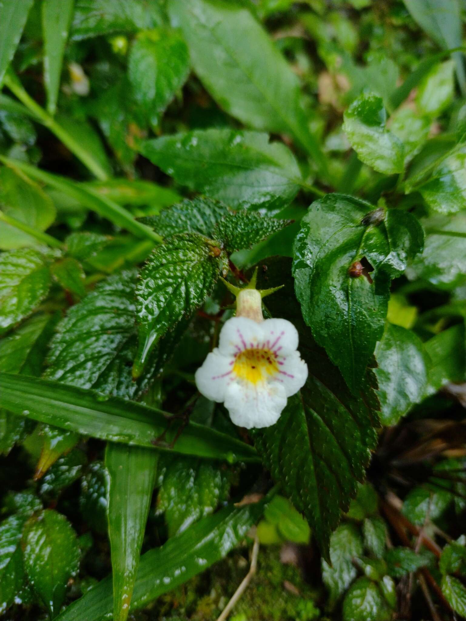 Image of Achimenes candida Lindl.