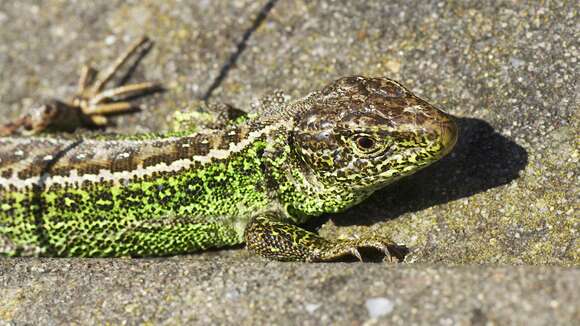 Image of Sand Lizard