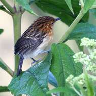 Image of Stripe-chested Antwren