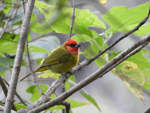 Image of Red-headed Tanager