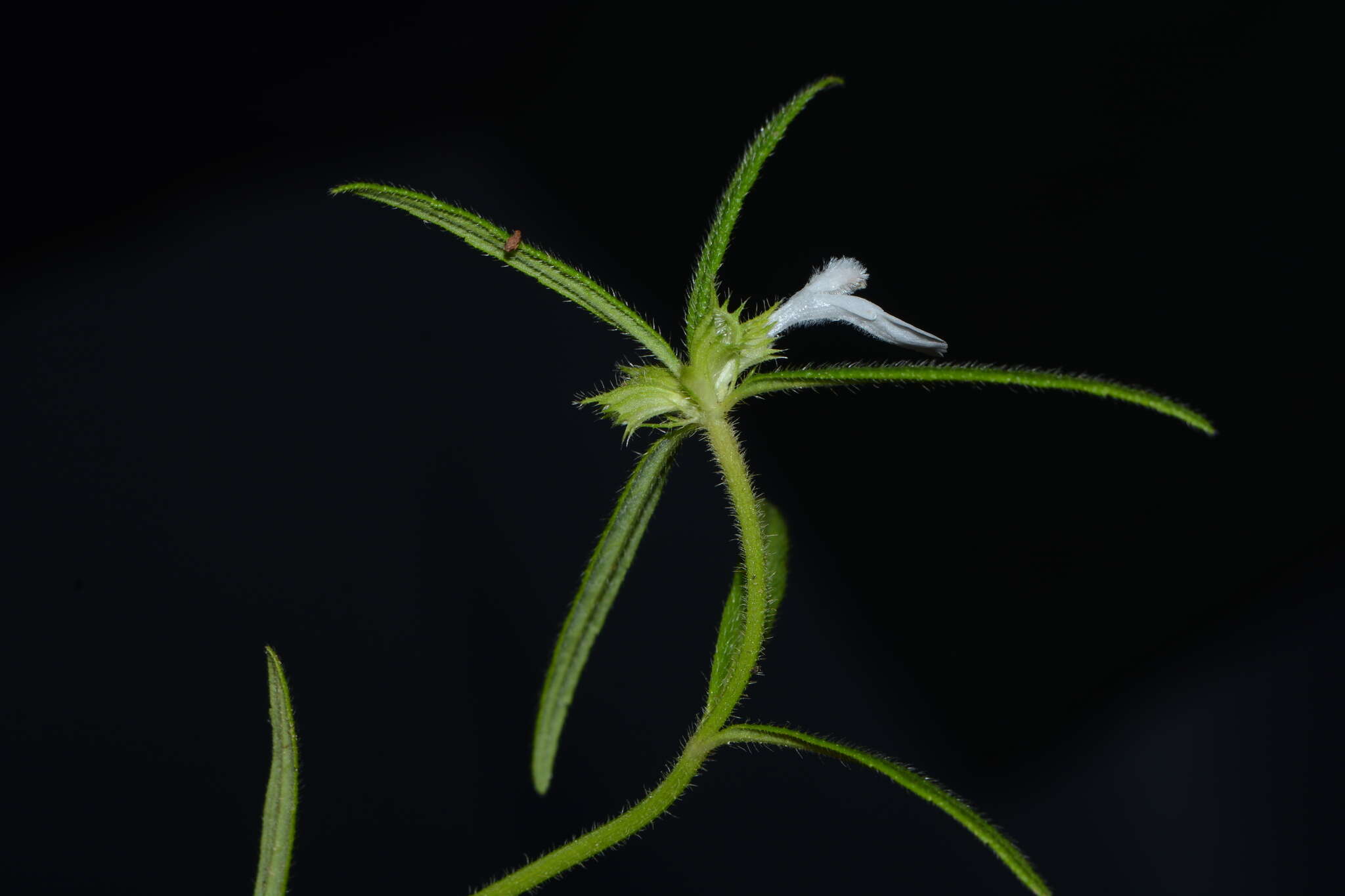 Слика од Leucas stricta Benth.