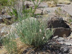 Plancia ëd Amsonia palmeri A. Gray