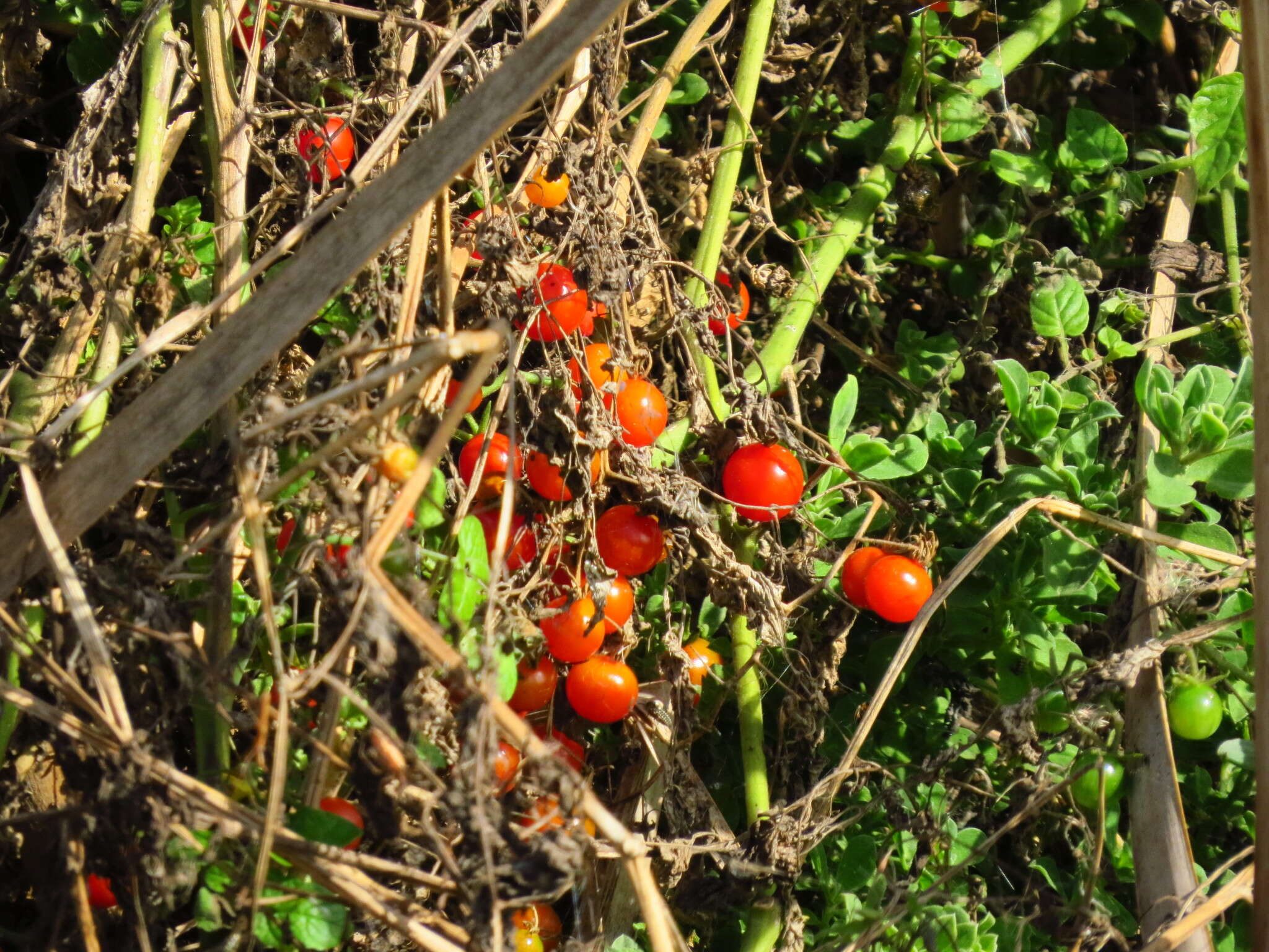 Image of tomato