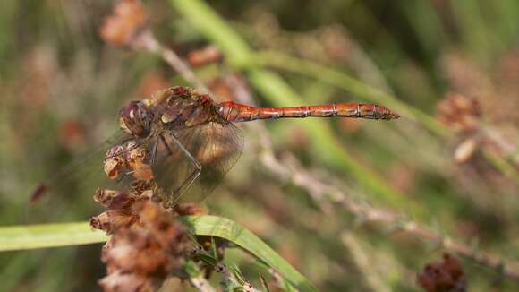 Image of Common Darter