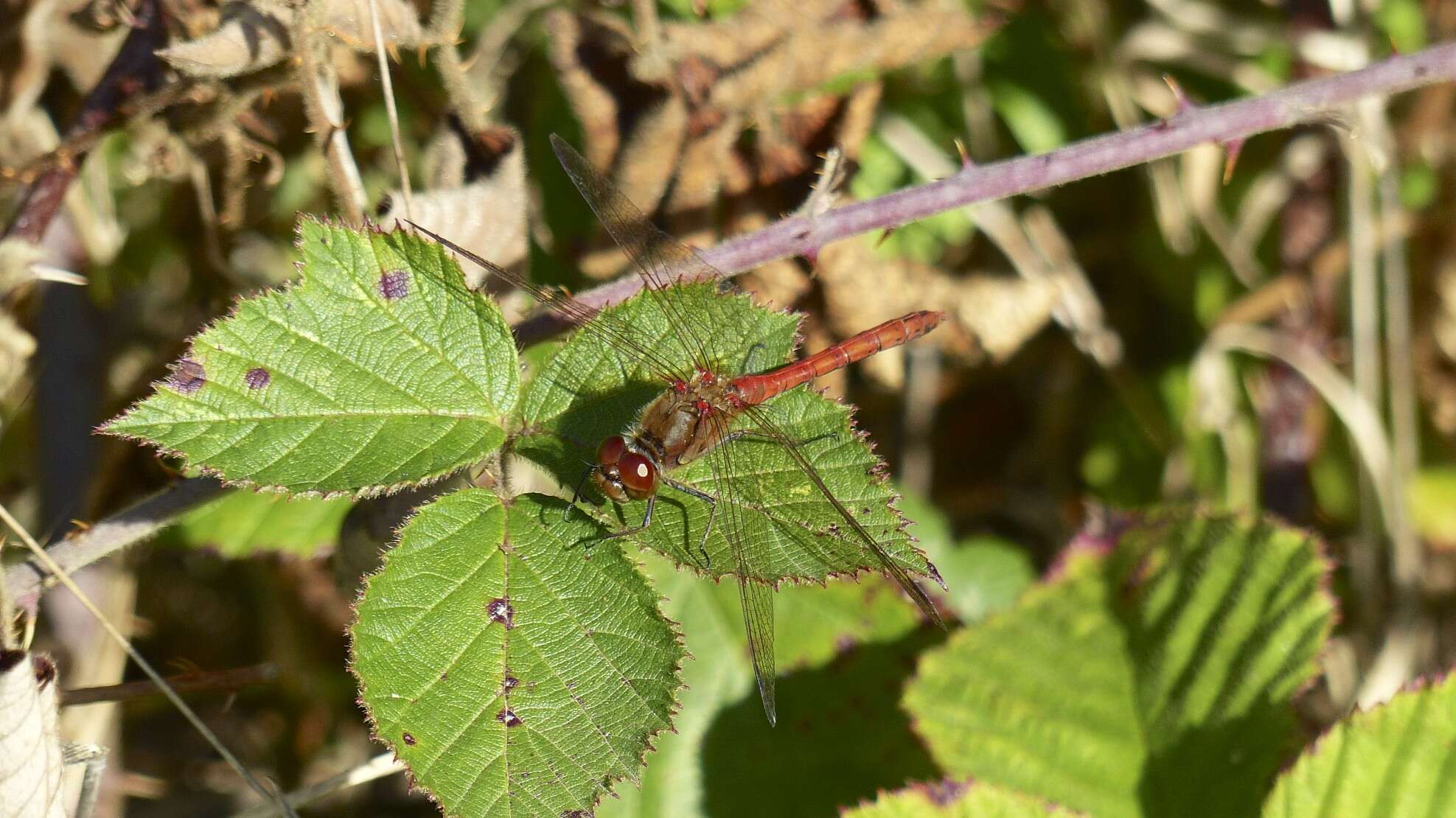 Image of Common Darter