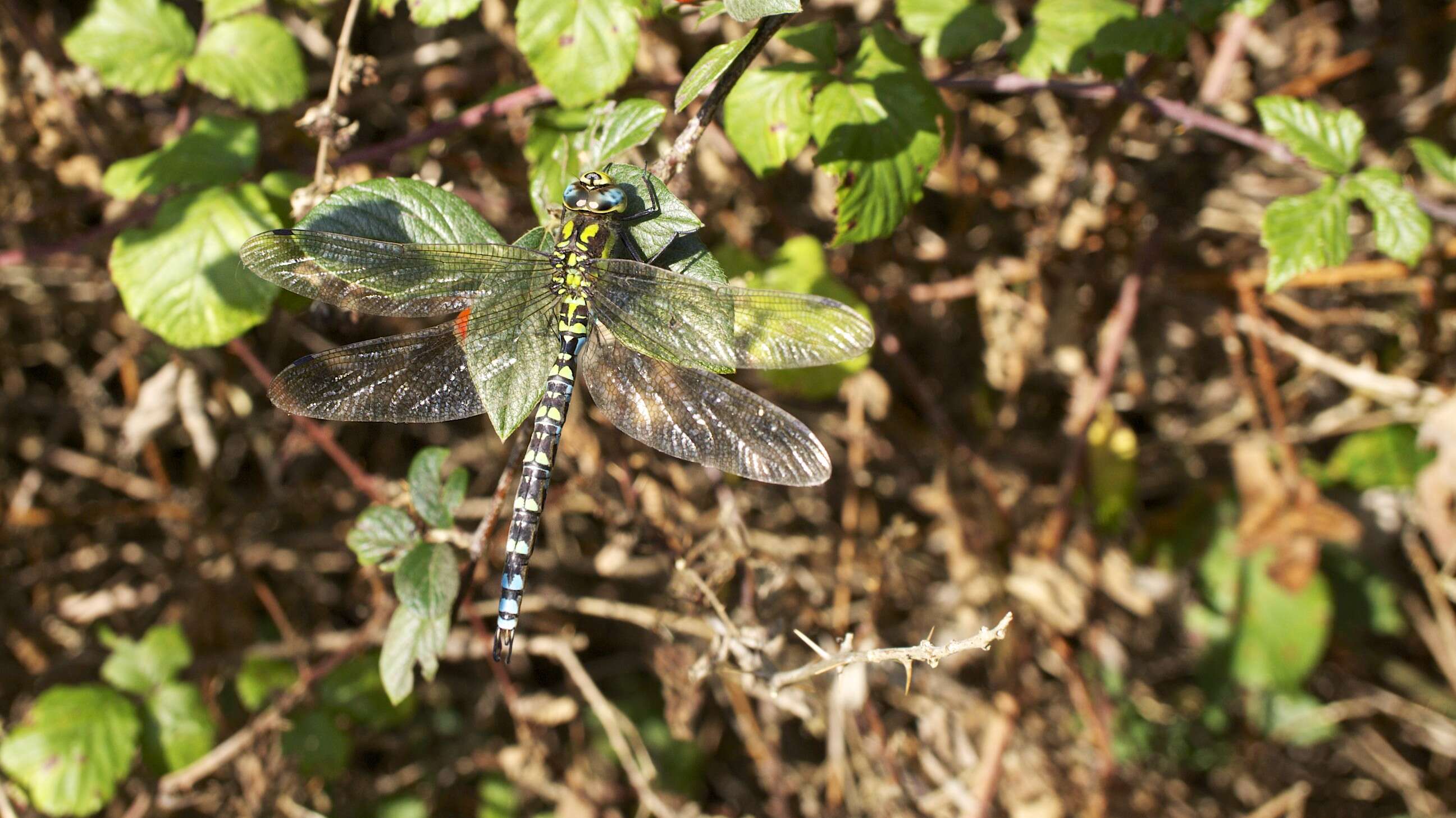 Image of Blue Hawker