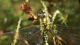 Image of Blue Hawker