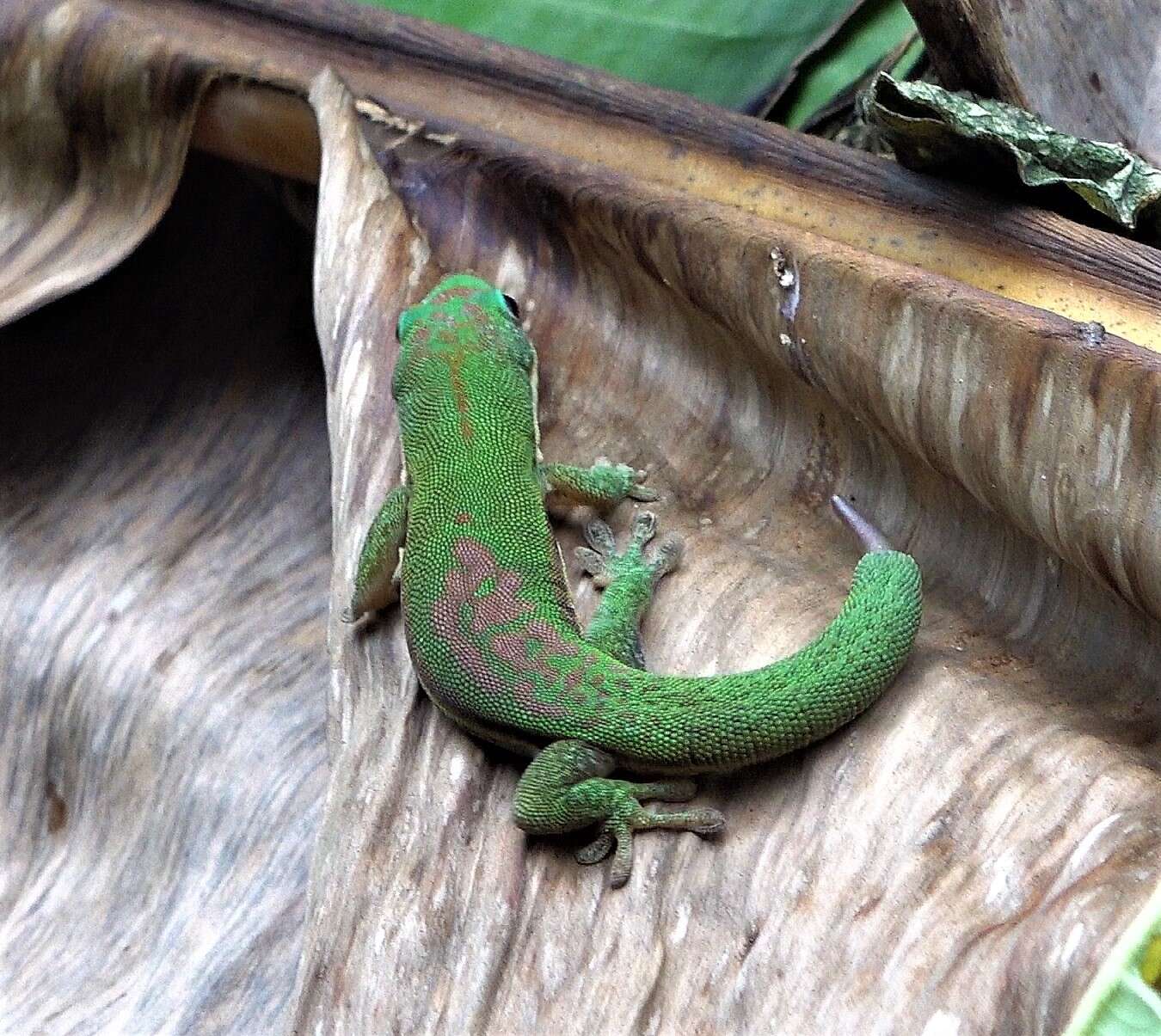 Слика од Phelsuma comorensis Boettger 1913