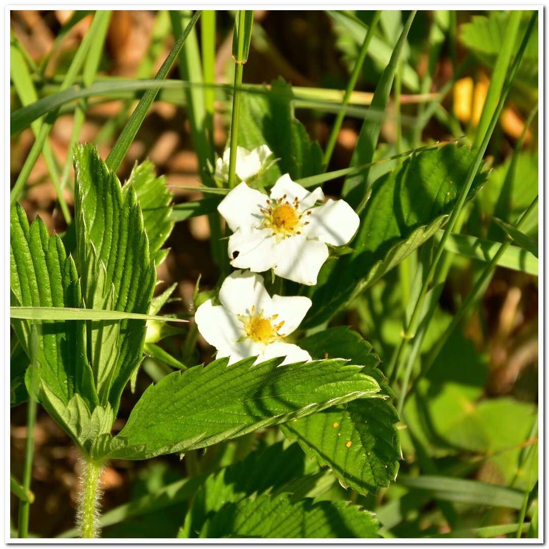 Image of Fragaria viridis subsp. campestris (Steven) Pawl.