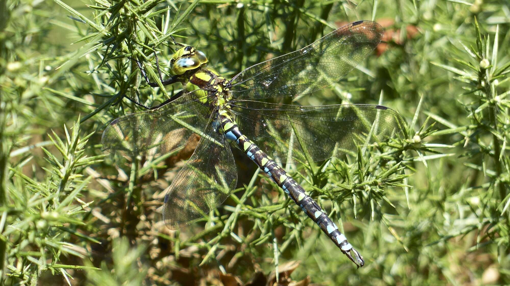 Image of Blue Hawker