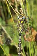 Image of Blue Hawker