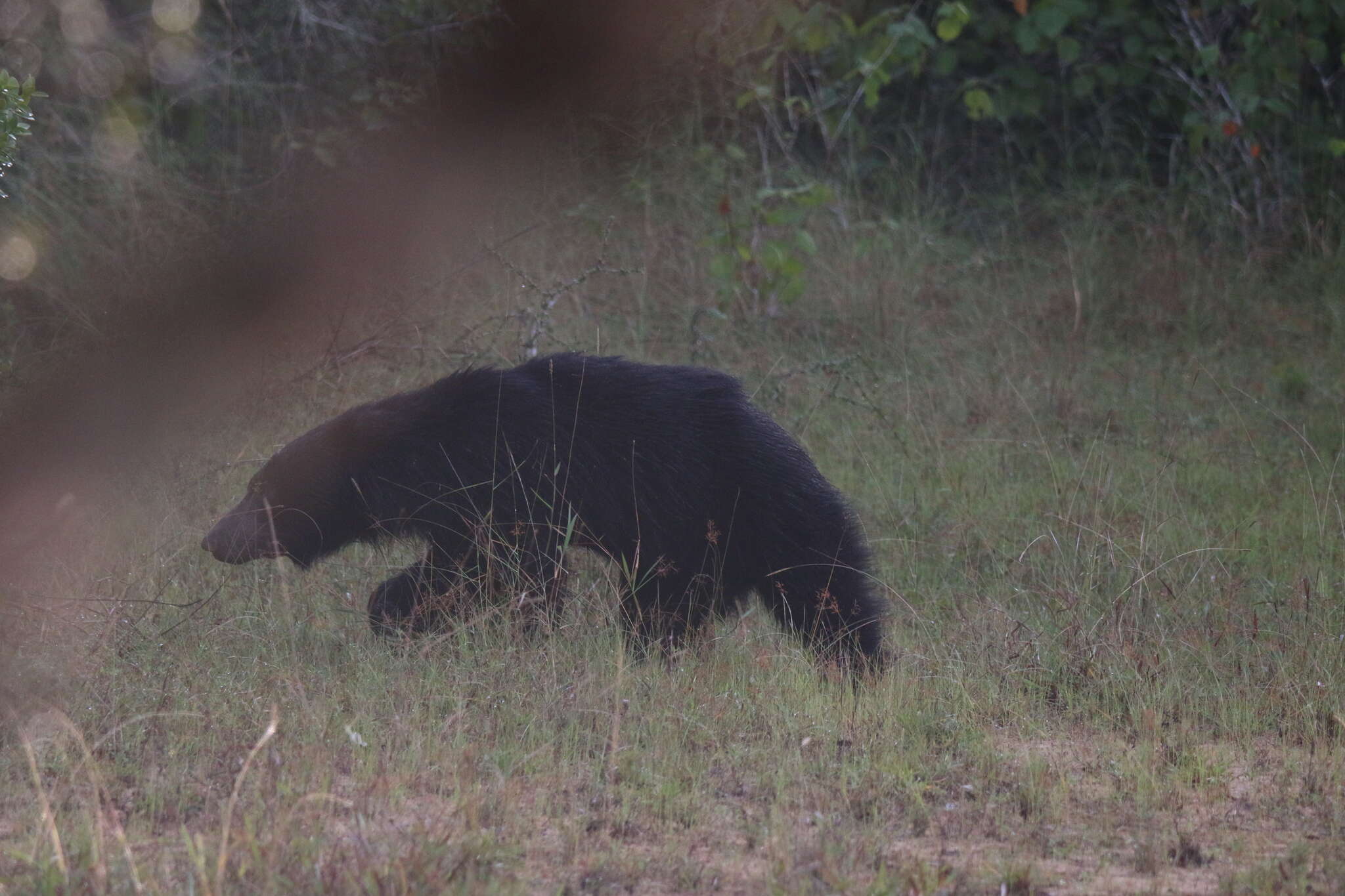 Image of Sri Lankan sloth bear