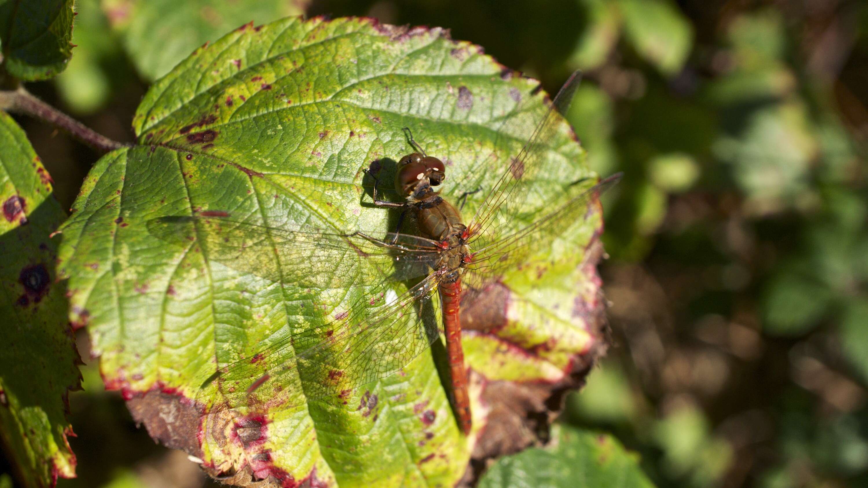 Image of Common Darter