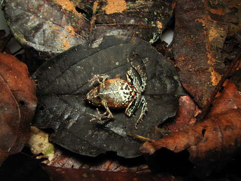 Image of Engystomops freibergi (Donoso-Barros 1969)