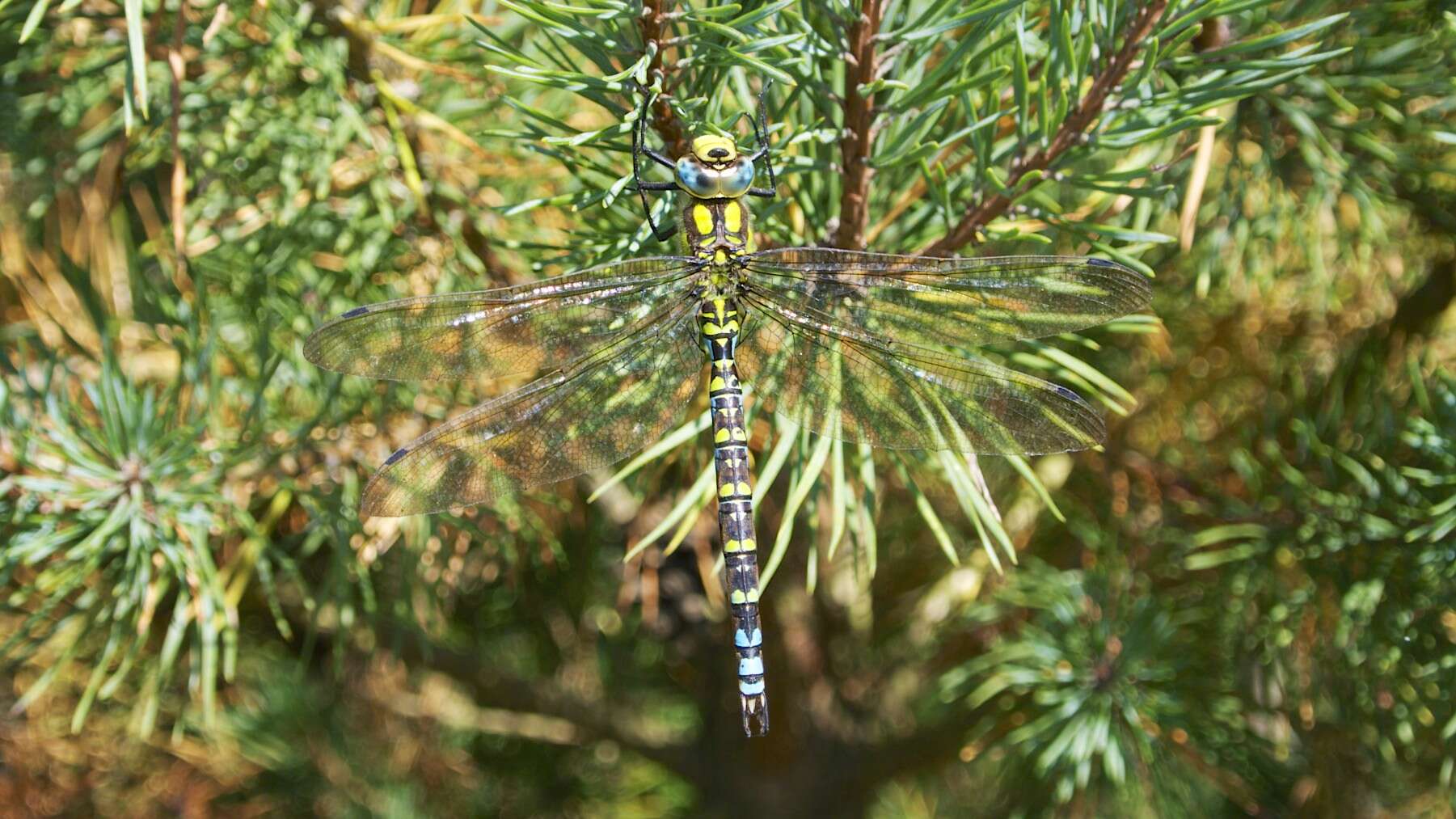 Image of Blue Hawker