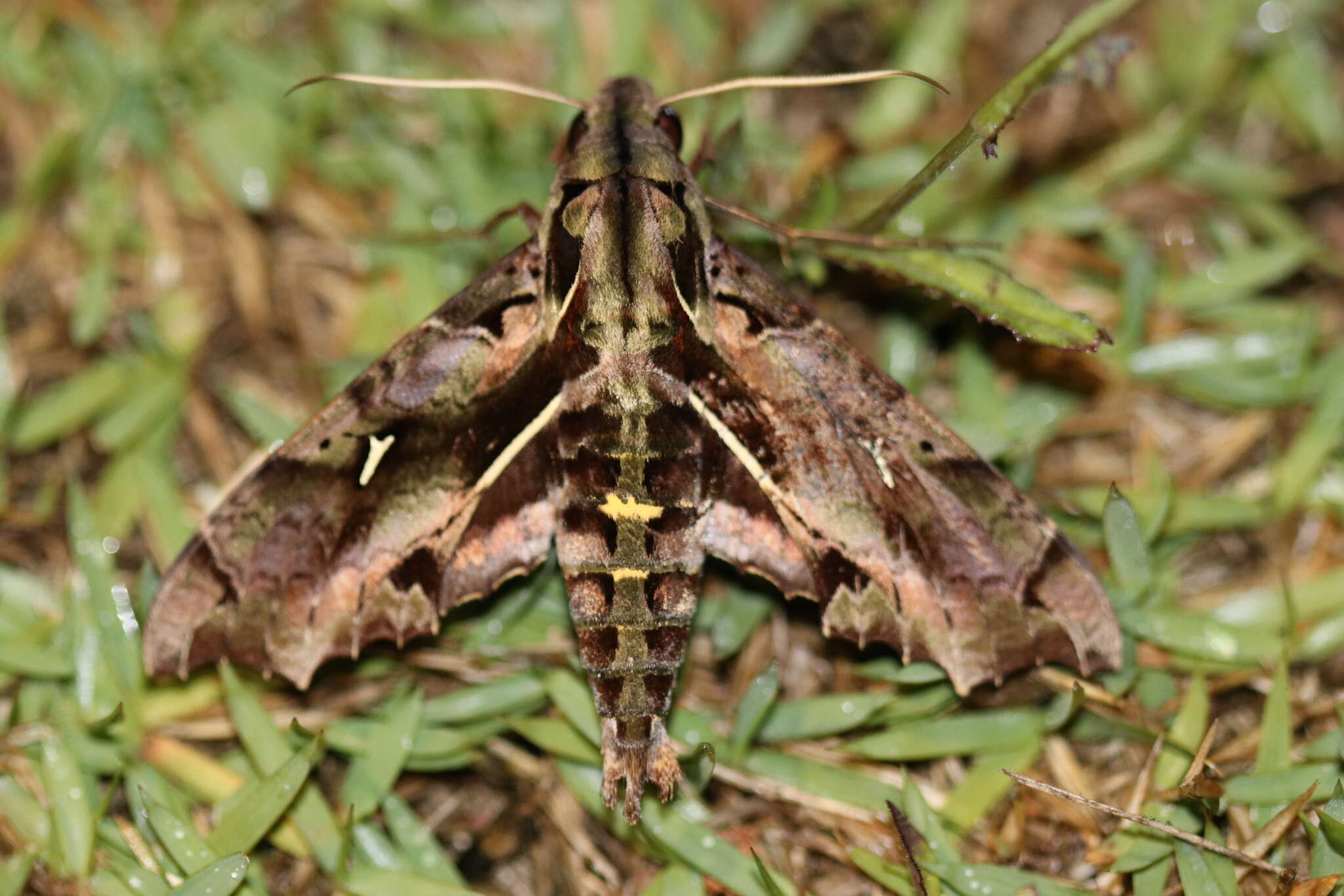 Image of Hemeroplanes ornatus Rothschild 1894