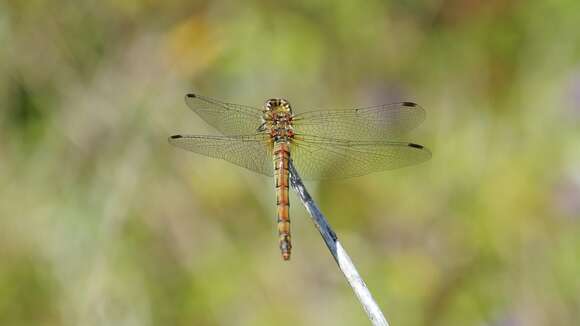 Image of Common Darter