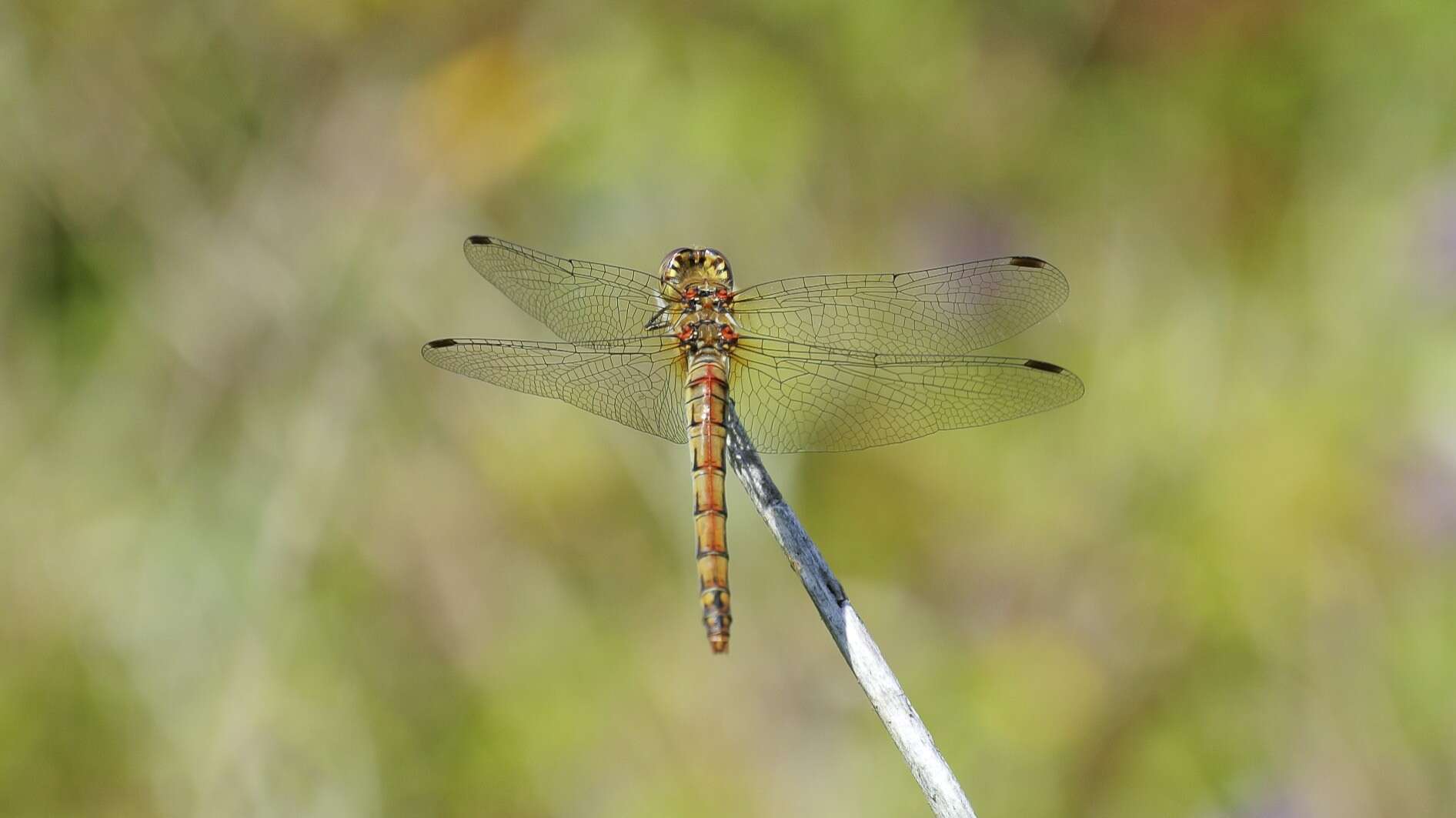 Image of Common Darter