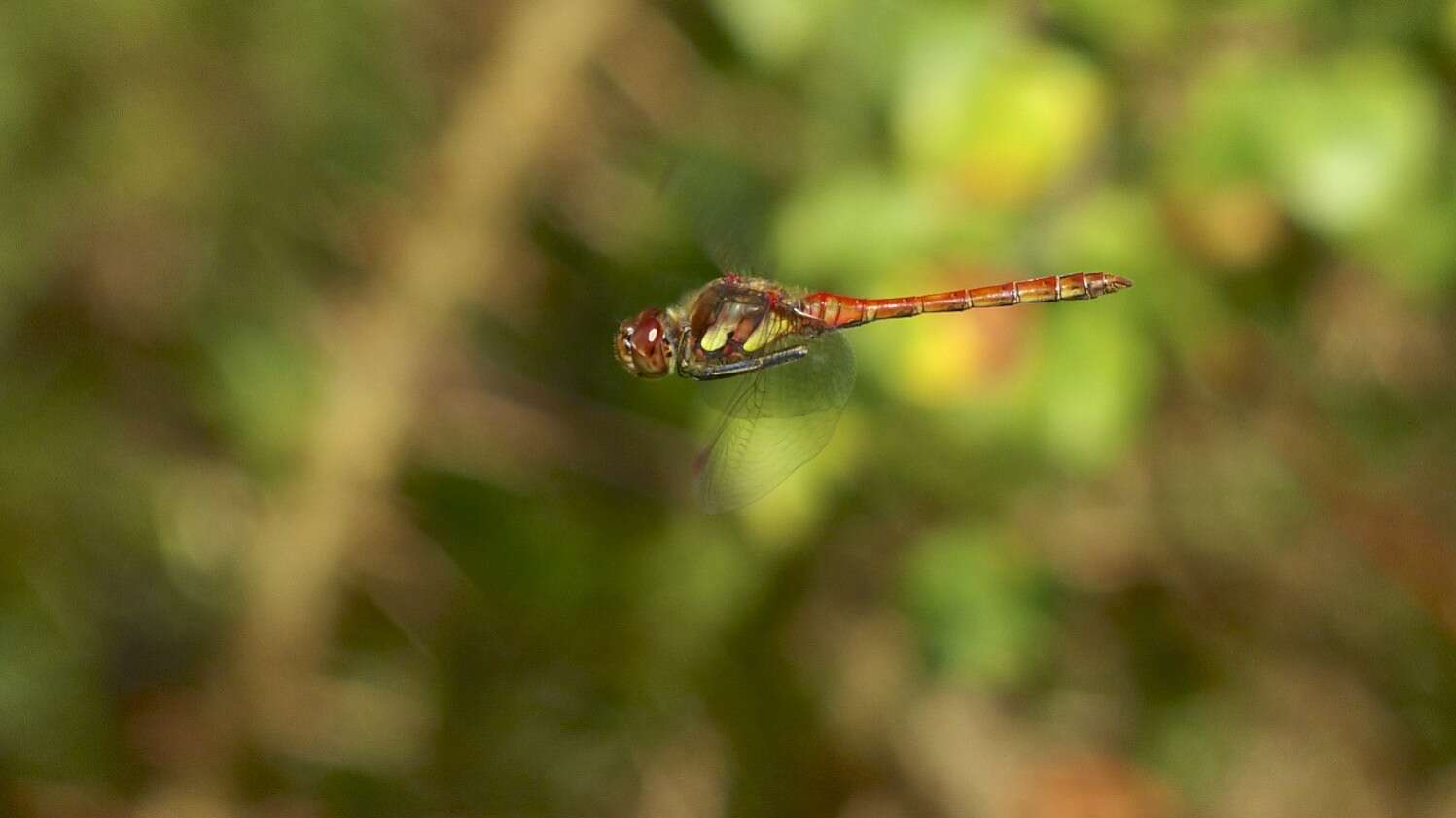 Image of Common Darter