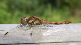 Image of Common Darter