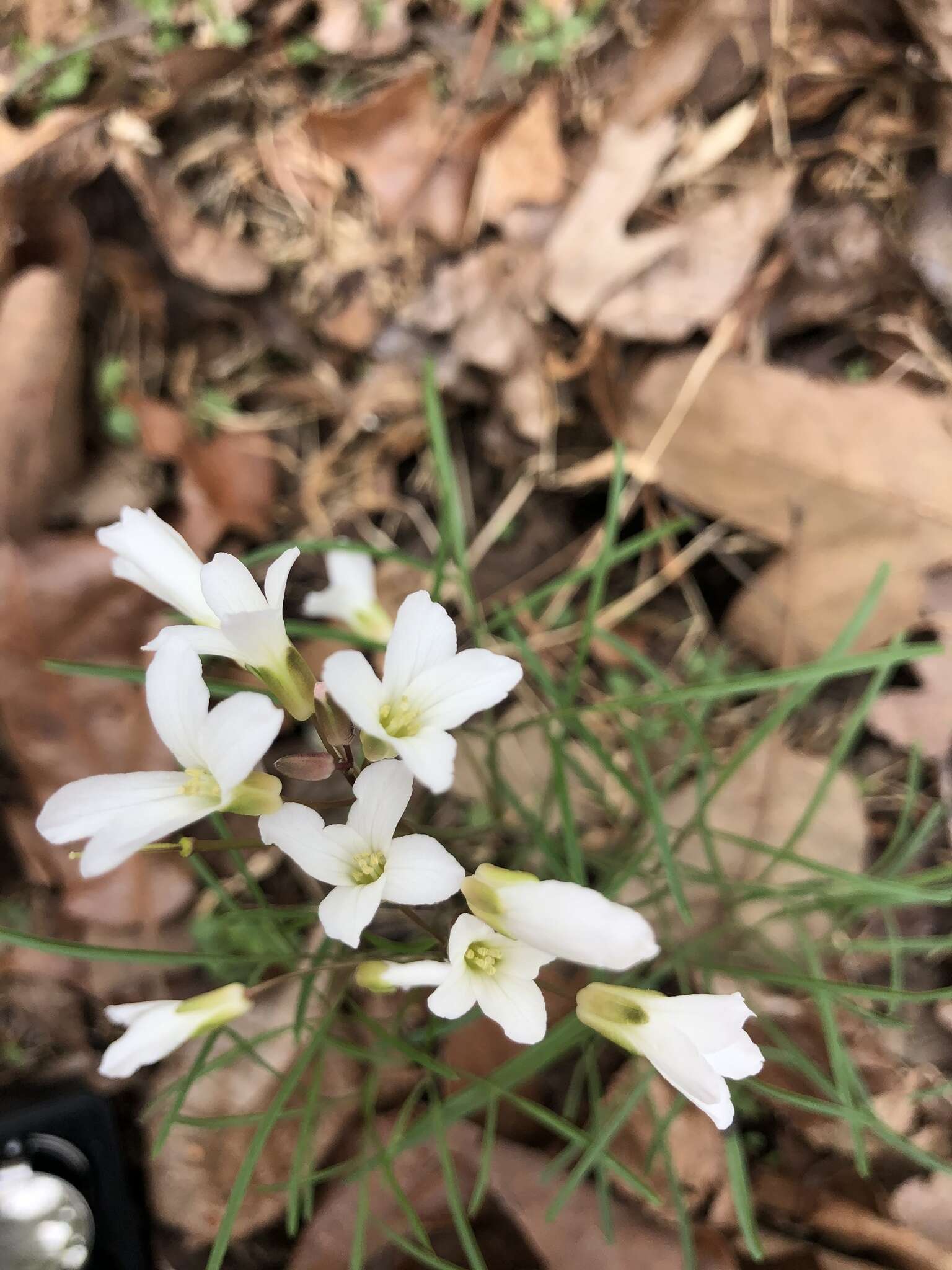 Image de Cardamine dissecta (Leavenw.) Al-Shehbaz