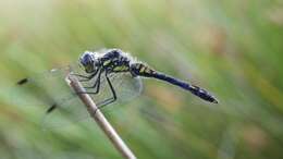 Image of black darter