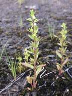 Image of hairy purslane speedwell