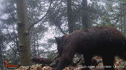 Image of Ursus americanus machetes Elliot 1903