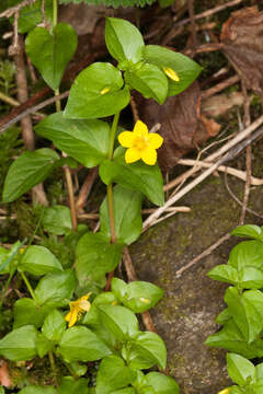 Image of Lysimachia nemorum L.