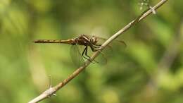 Image of Keeled Skimmer