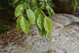 Image of Flacourtia montana J. Grah.