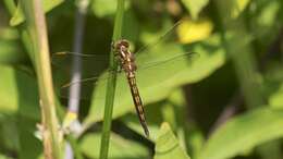 Image of Keeled Skimmer