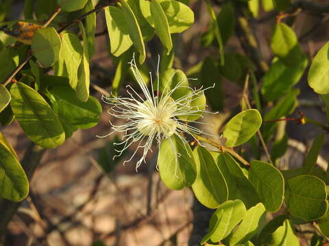 Image of Bay-leaved caper