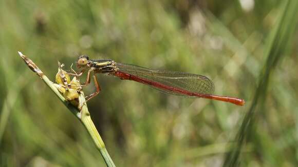 Image of small red damselfly