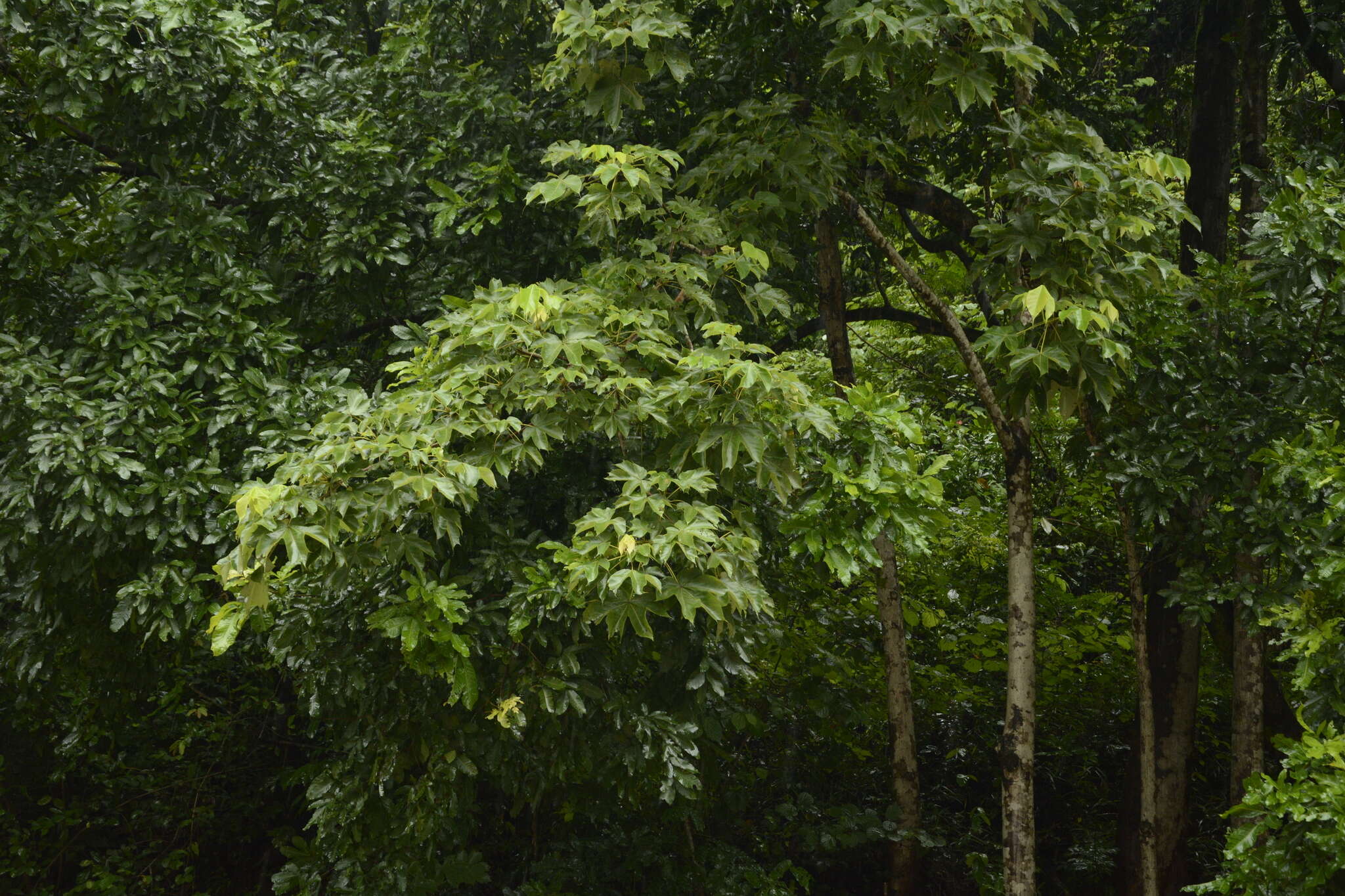 Imagem de Sterculia villosa Roxb.