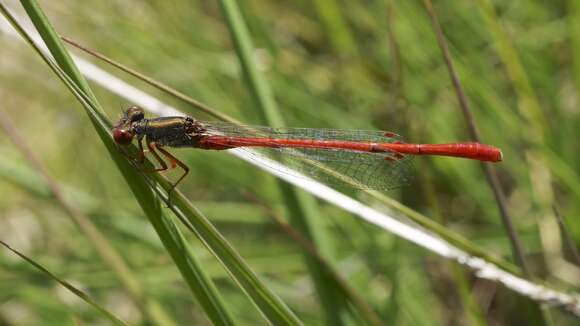 Image of small red damselfly