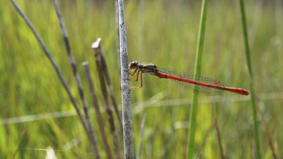 Image of small red damselfly